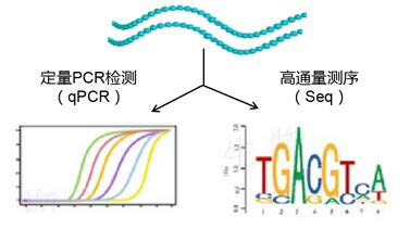 RIP实验RNA检测图.jpg RIP实验RNA检测图.jpg