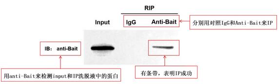 诱饵蛋白Western blot检测结果图.jpg 诱饵蛋白Western blot检测结果图.jpg