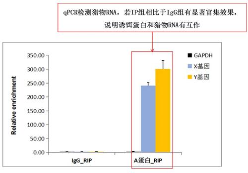 RIP组相对于IgG组的富集图.jpg RIP组相对于IgG组的富集图.jpg