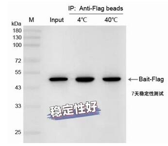 辉骏生物纳米抗体磁珠在4℃和40℃条件下保存7天后进行IP稳定性检测示意图.jpg 辉骏生物纳米抗体磁珠在4℃和40℃条件下保存7天后进行IP稳定性检测示意图.jpg