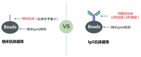 纳米抗体磁珠与IgG抗体磁珠结构示意图-辉骏生物.jpg 纳米抗体磁珠与IgG抗体磁珠结构示意图-辉骏生物.jpg