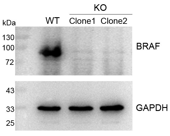 辉骏生物CRISPR基因敲除细胞株-6周交付-无效全额退款.jpg 辉骏生物CRISPR基因敲除细胞株-6周交付-无效全额退款.jpg