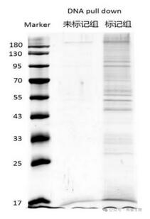 DNA pull-down蛋白银染图.jpg