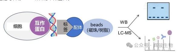 DNA pull-down实验原理图-辉骏生物.jpg