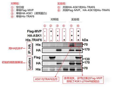 coip文献解读-辉骏生物
