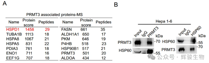 辉骏生物客户IP-MS进行PRMT3相互作用和HSP60精氨酸甲基化的质谱分析图.png