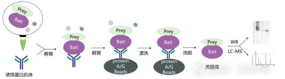 内源蛋白Co-IP实验流程图-辉骏生物10年专注内源性coip实验.png