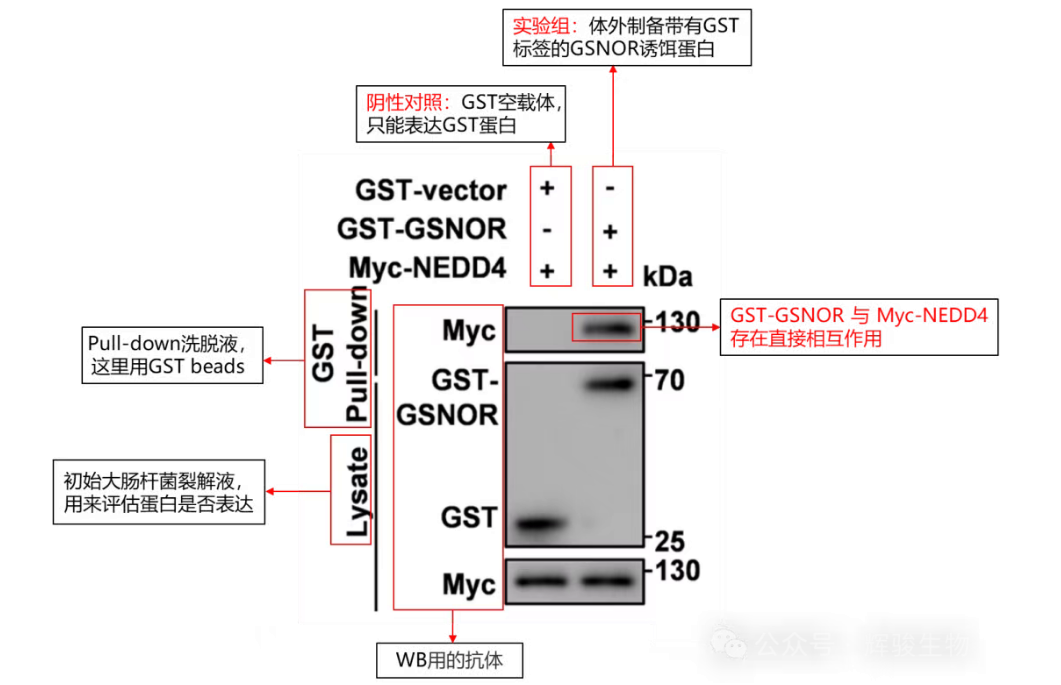 Pull-down 实验文献解读-辉骏生物.png