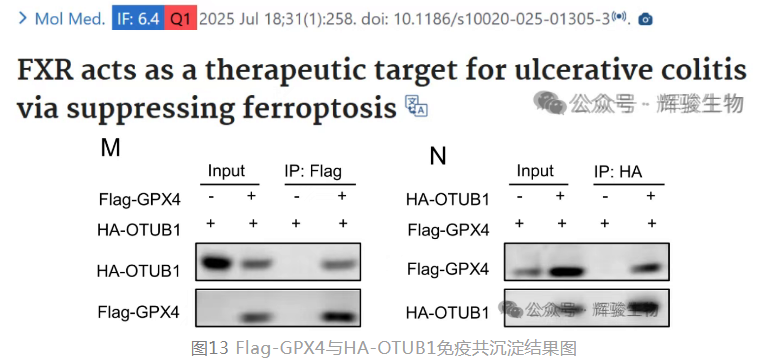 Co-IP、GST pull-down客户文章.png