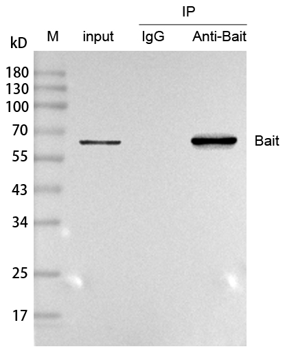 辉骏生物Anti-Mouse IgG for IP, VHH (HRP conjugated) ,IP专用纳米二抗-价格实惠/质量好.jpg 辉骏生物Anti-Mouse IgG for IP, VHH (HRP conjugated) ,IP专用纳米二抗-价格实惠/质量好.jpg