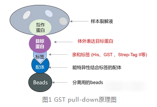 GST pull-down原理图-辉骏生物GST pulldown价格低-周期短.png