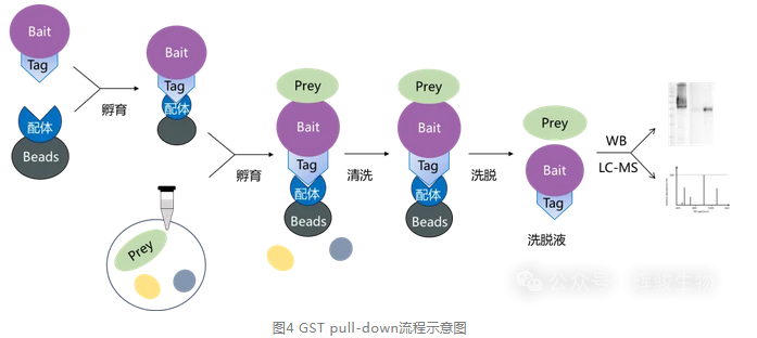 GST pull-down实验流程-辉骏生物10年pull-down技术服务经验.png