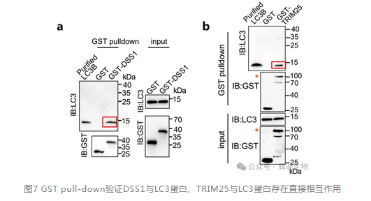 辉骏生物GST pull-down试剂盒—pulldown文献客户应用案例.png