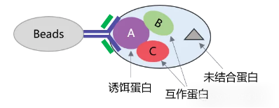 Co-IP实验原理图-辉骏生物coip实验外包价格低.png