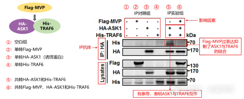 IP实验解析-辉骏生物IP实验价格低.png