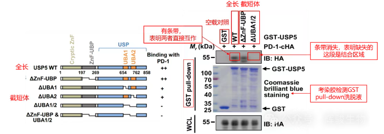 辉骏生物GST Pull-down体外验证蛋白结合的结构域文献解析.png