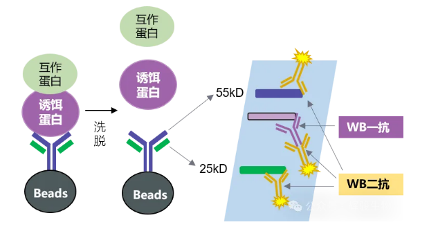 IP抗体轻重链示意图-辉骏生物无轻重链污染纳米抗体磁珠.png