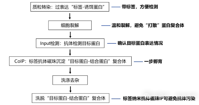 标签Co-IP核心步骤-辉骏生物.png