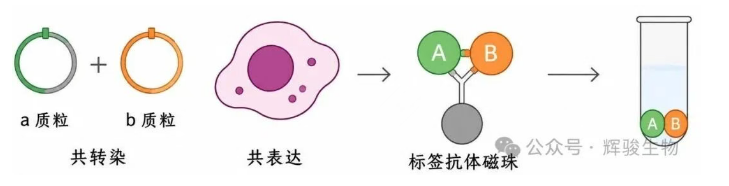 辉骏生物外源定性CoIP操作要点.png