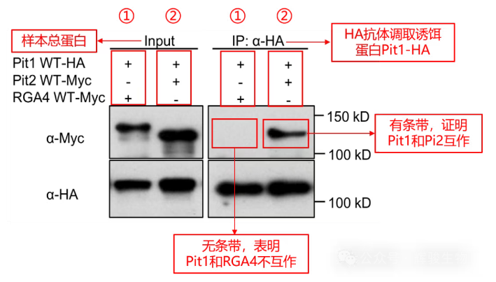 辉骏生物外源定性Co-IP文献应用案例解析.png