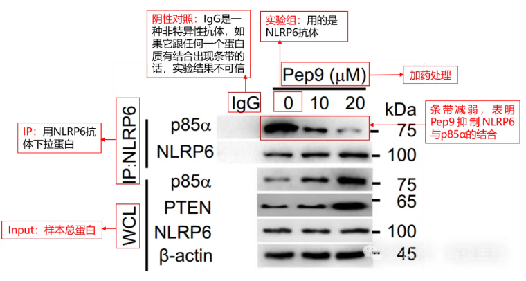 内源定量Co-IP就选辉骏生物-自有质谱平台-多客户文章.png