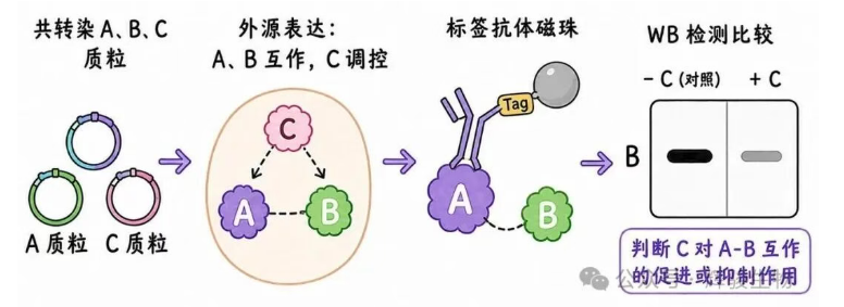 外源定量Co-IP怎么选性价比高的公司-辉骏生物专业外源CoIP实验服务商.png