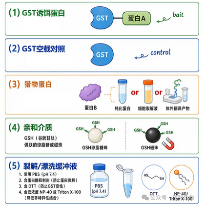 GST pull-down实验详细步骤-辉骏生物.png