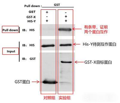 GST pull-down实验结果解析图-辉骏生物.png
