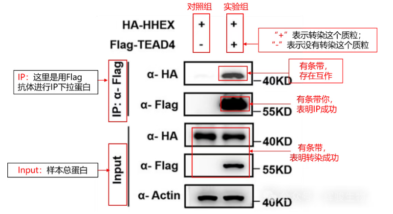 标签Co-IP检测Flag-TEAD4和HA-HHEX互作-辉骏生物标签coip实验.png