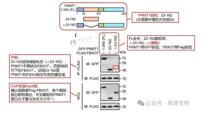 截短体Co-IP检测GFP-PRMT1和Flag-FBXO7互作-辉骏生物coip文献解读.png