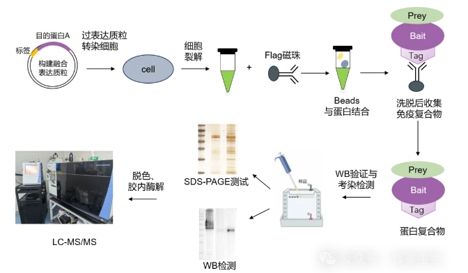 IP-MS流程图-辉骏生物.png
