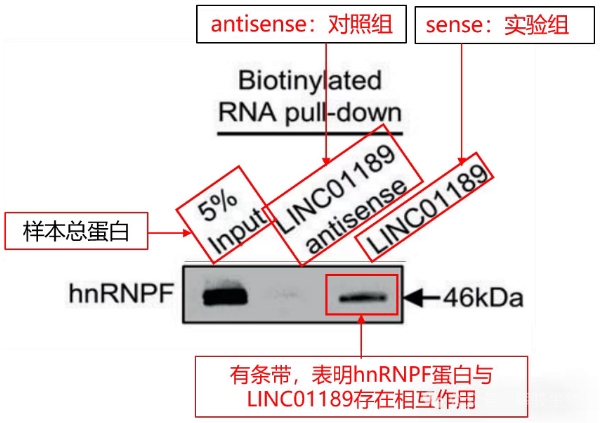 RNA pull-down验证hnRNPF蛋白与LINC01189存在互作.png