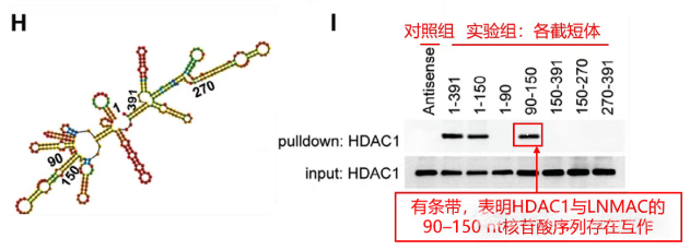 RNA截短结合RNA pull-down WB定位关键区域.png