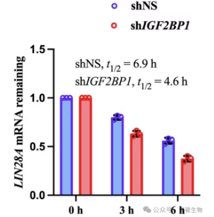 Actinomycin D检测LIN28A mRNA稳定性.png