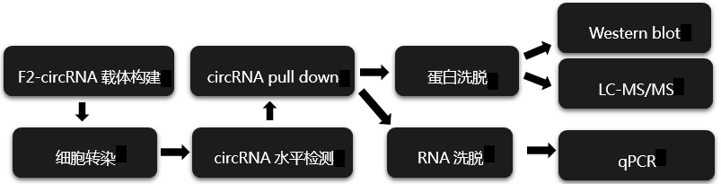 circRNA pull down技术流程.png circRNA pull down技术流程.png