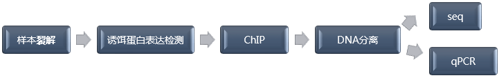 染色质免疫共沉淀(ChIP)流程-辉骏生物.png 染色质免疫共沉淀(ChIP)流程-辉骏生物.png