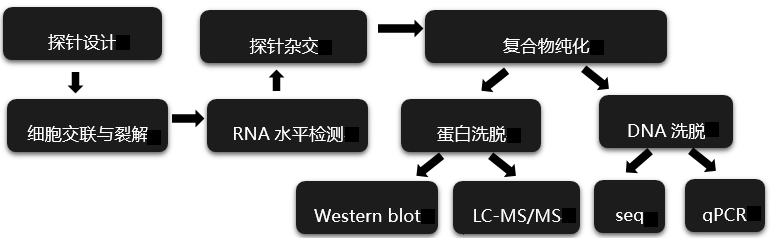 ChIRP实验流程 ChIRP实验流程