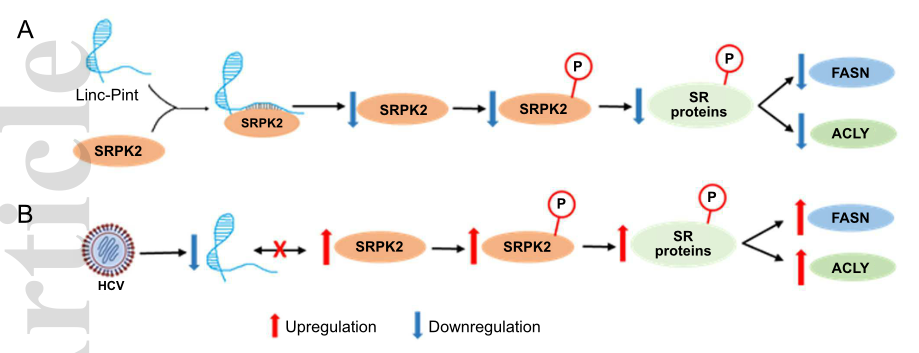 HCV感染通过抑制lncRNA Linc-Pint来促进脂肪生成.png HCV感染通过抑制lncRNA Linc-Pint来促进脂肪生成.png