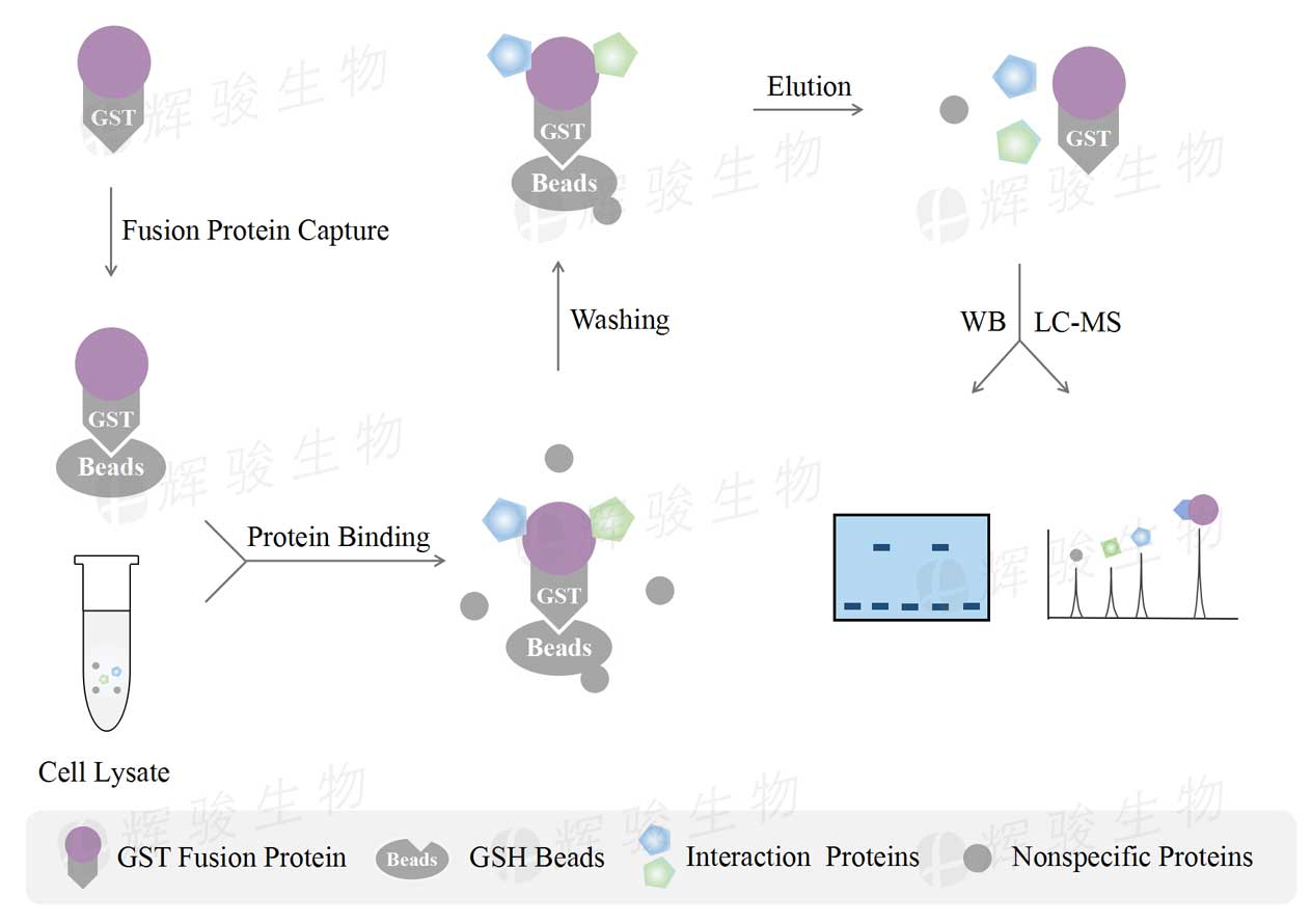 gst pulldown测定_GST-pull down质谱分析_GST标签蛋白.jpg