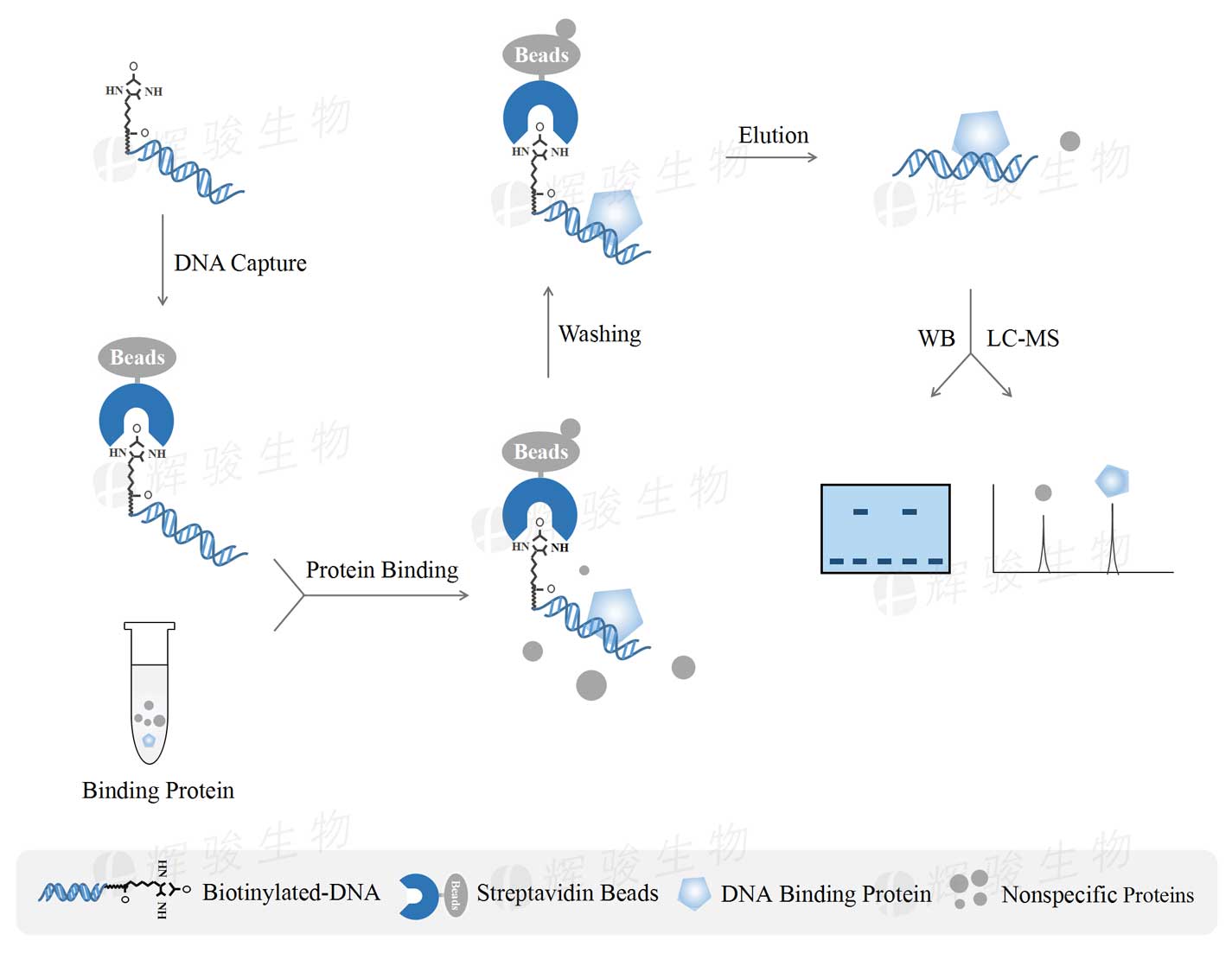 DNA pulldown技术服务、dna pulldown WB实验平台、DNA pull-down MS实验.jpg DNA pulldown技术服务、dna pulldown WB实验平台、DNA pull-down MS实验.jpg