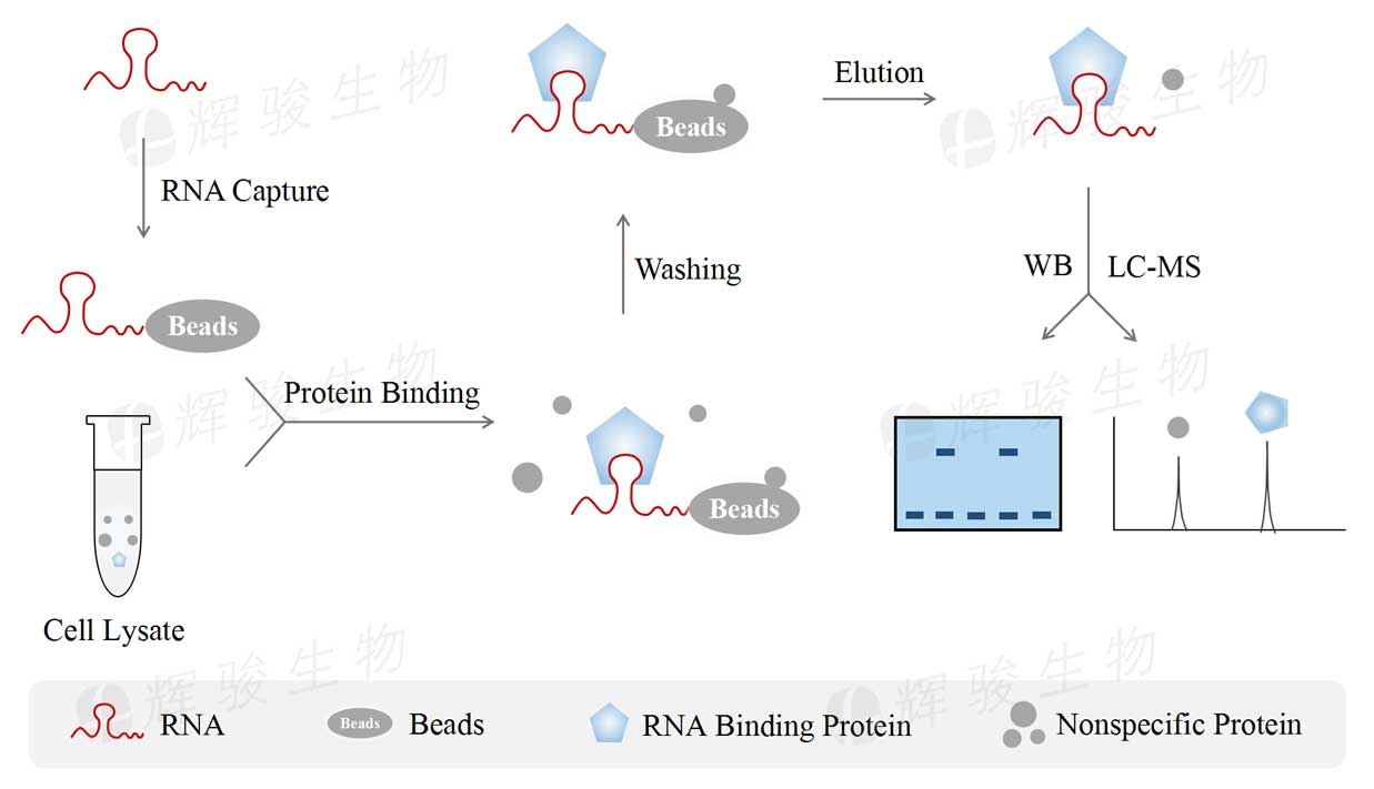 RNA pull down 质谱,rna pull down探针,rna pull down实验外包.jpg RNA pull down 质谱,rna pull down探针,rna pull down实验外包.jpg