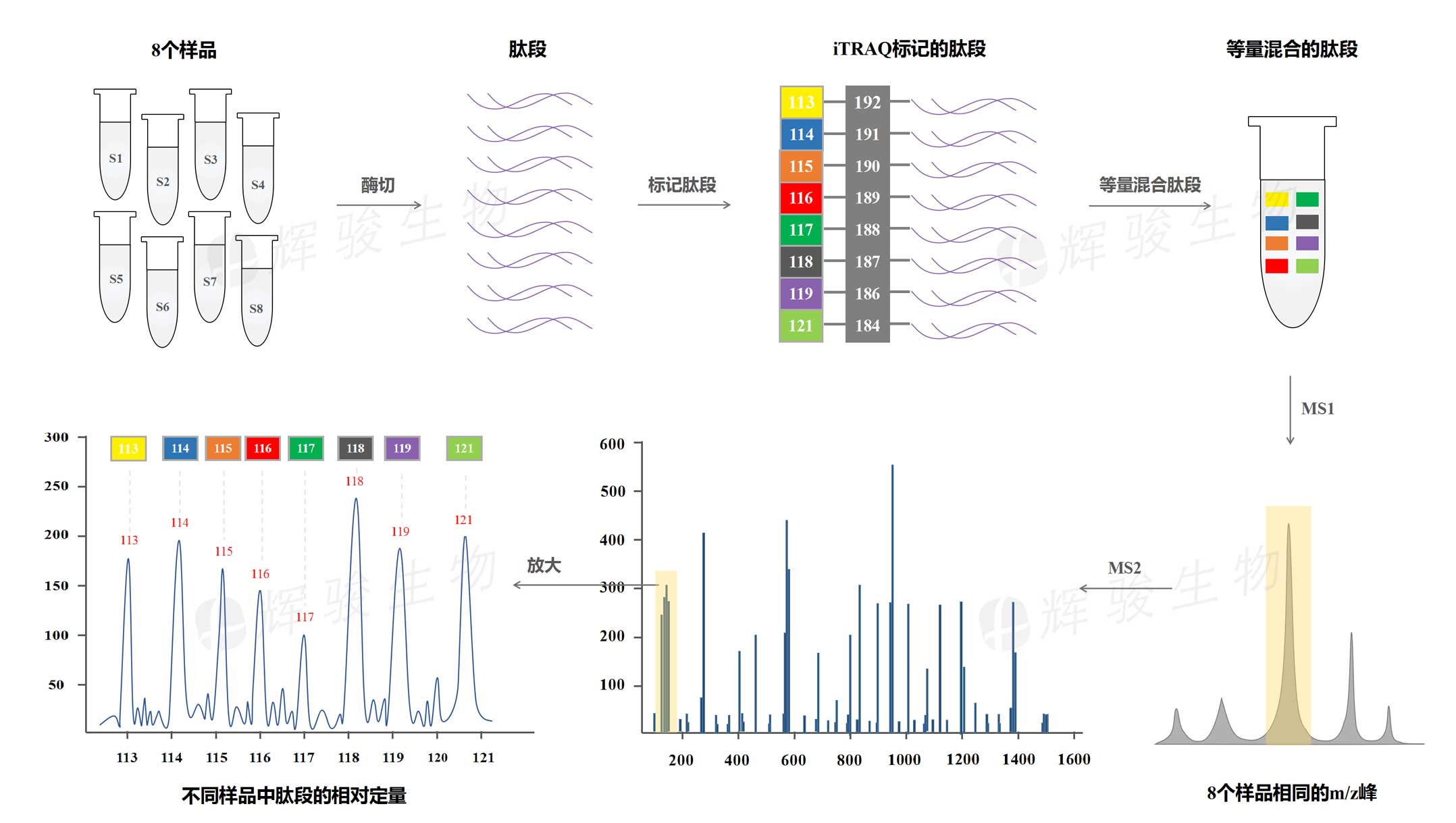 iTRAQ定量蛋白质组学-itraq实验服务-itraq检测平台.jpg iTRAQ定量蛋白质组学-itraq实验服务-itraq检测平台.jpg
